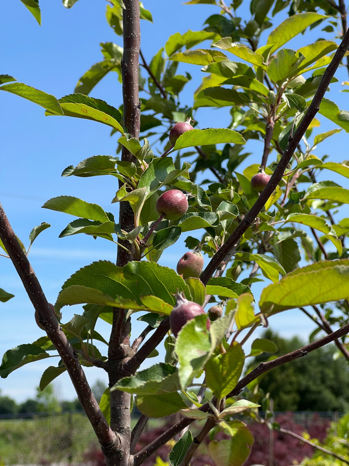 Apple Tree Red Gala