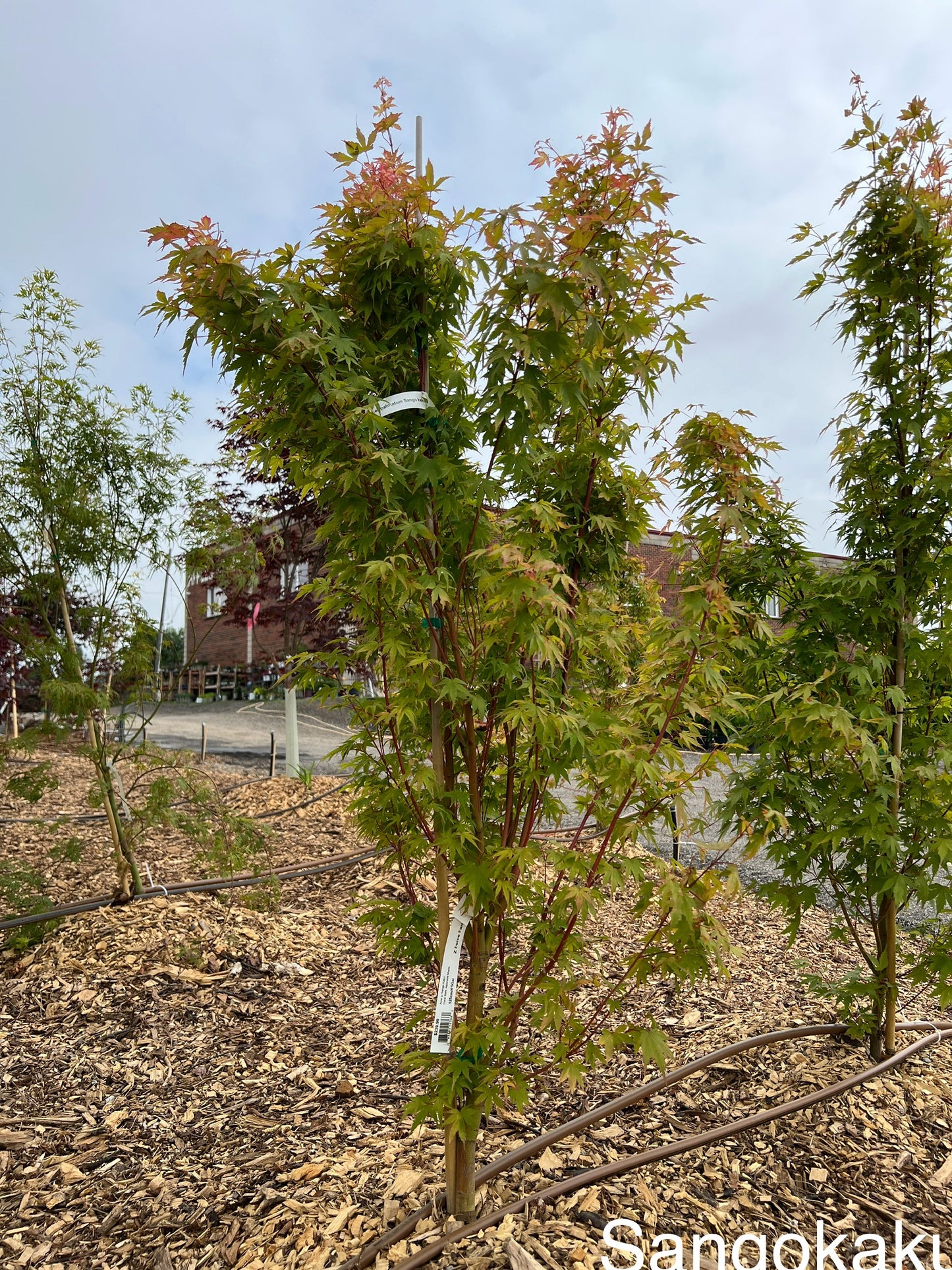 Acer Palmatum Sango-kaku