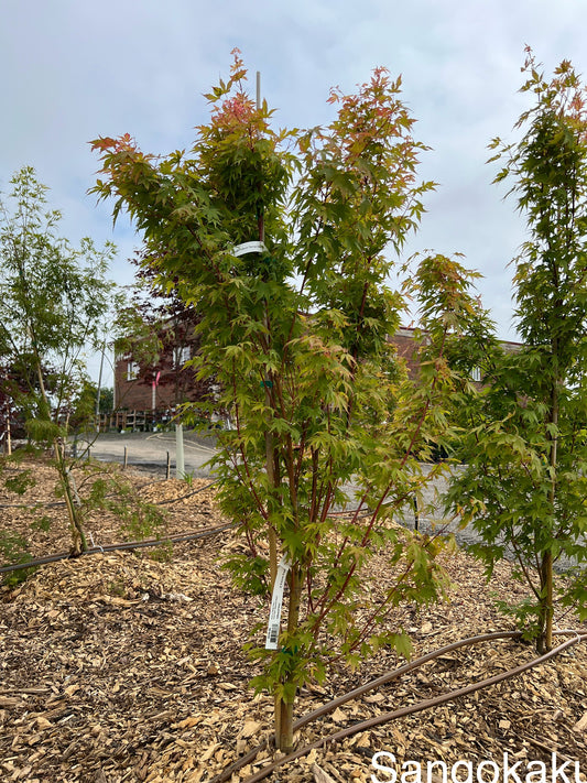 Acer Palmatum Sango-kaku