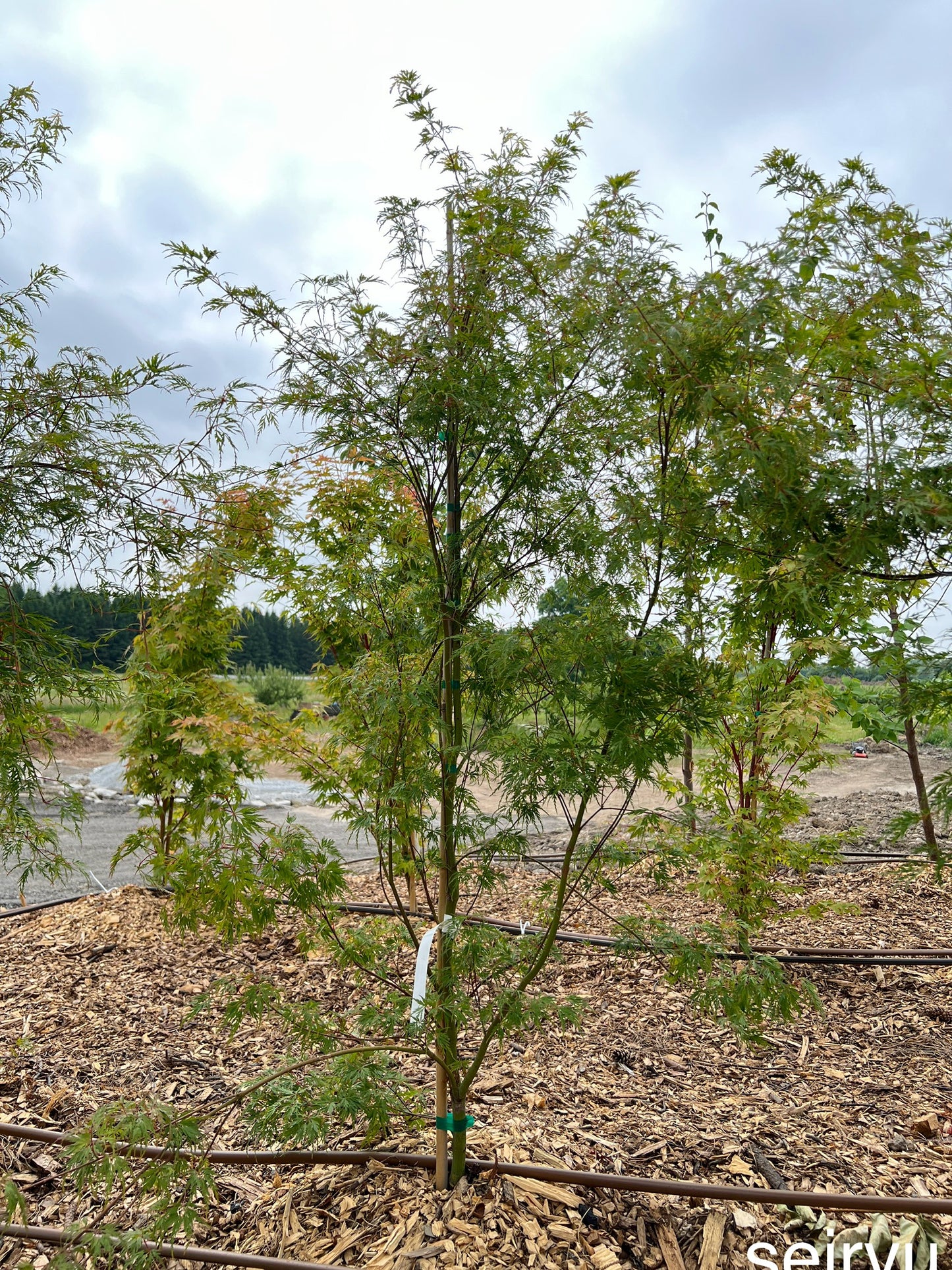 Acer Palmatum Seiryu