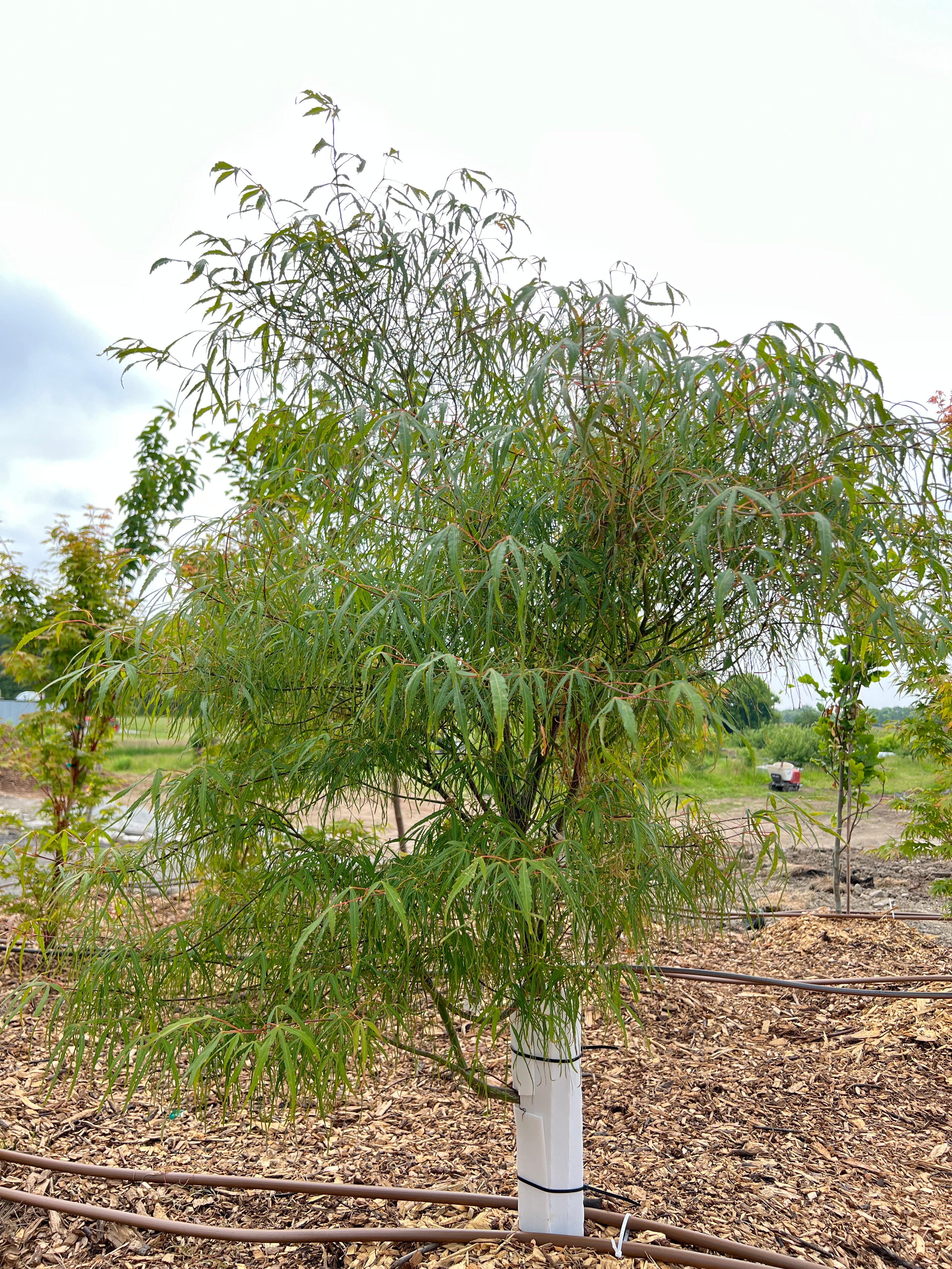 apanese Maple Toronto | Rare & Premium Maple Trees GTA | Z Force