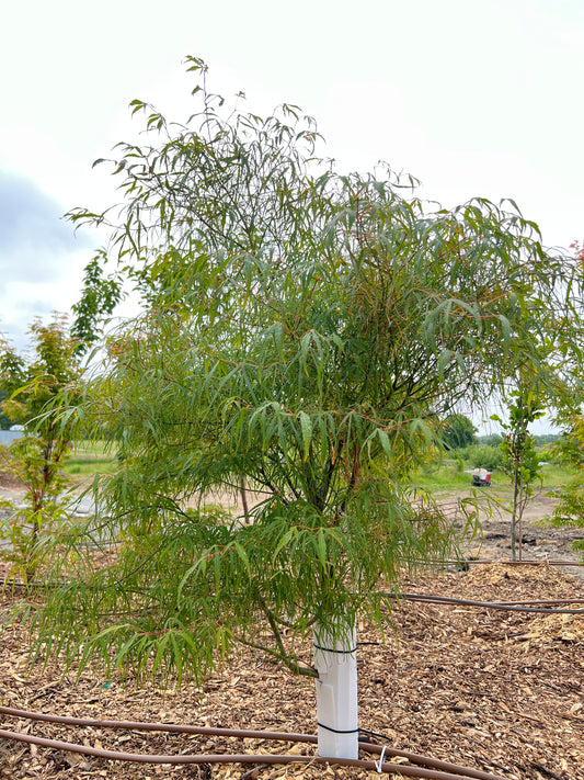 Acer Palmatum Koto-no-ito