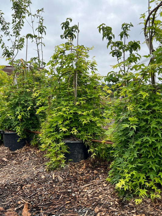 Acer Shirasawanum 'Ryusen '