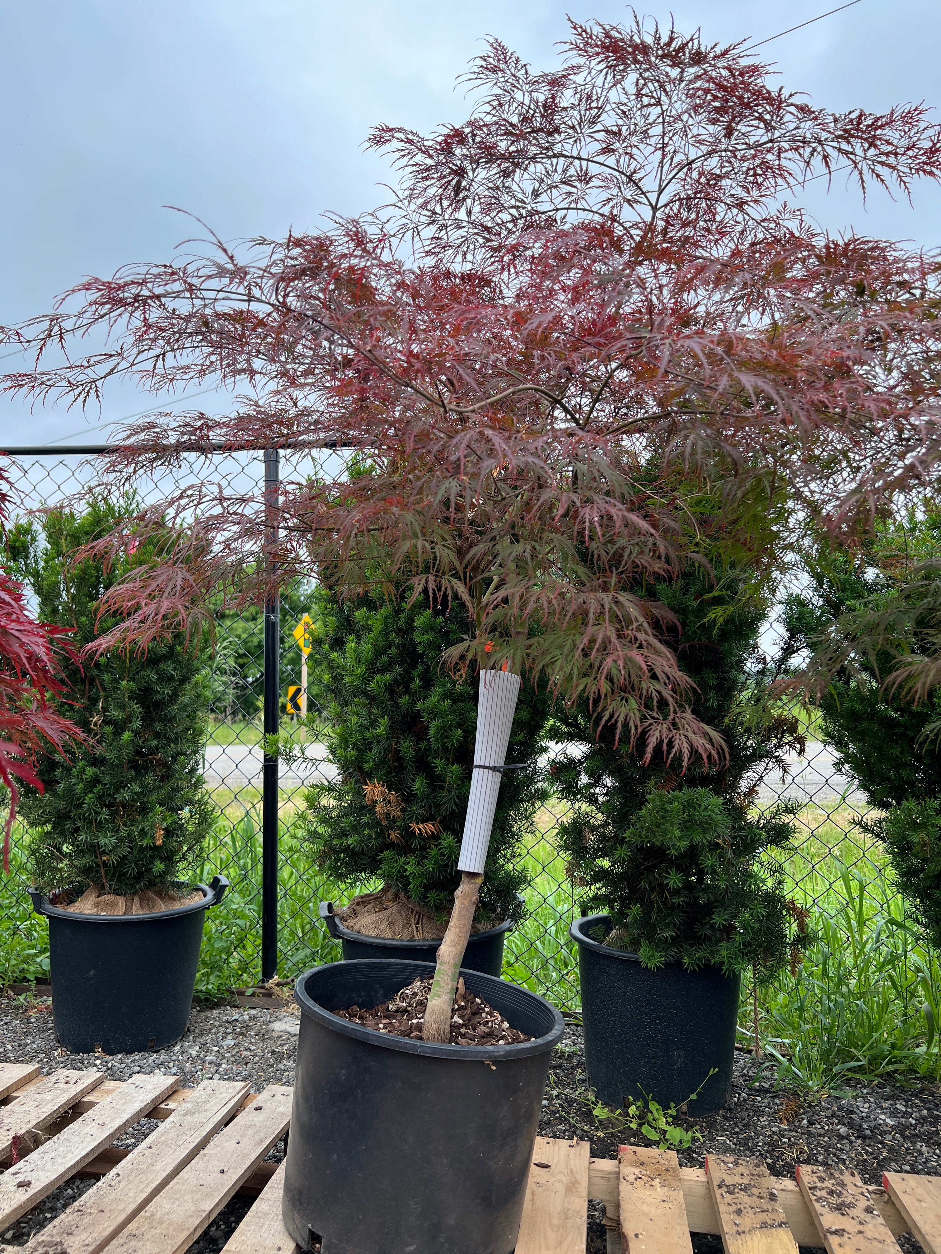 Trees for Sale Toronto | Japanese Maple, Shade & Flowering Trees