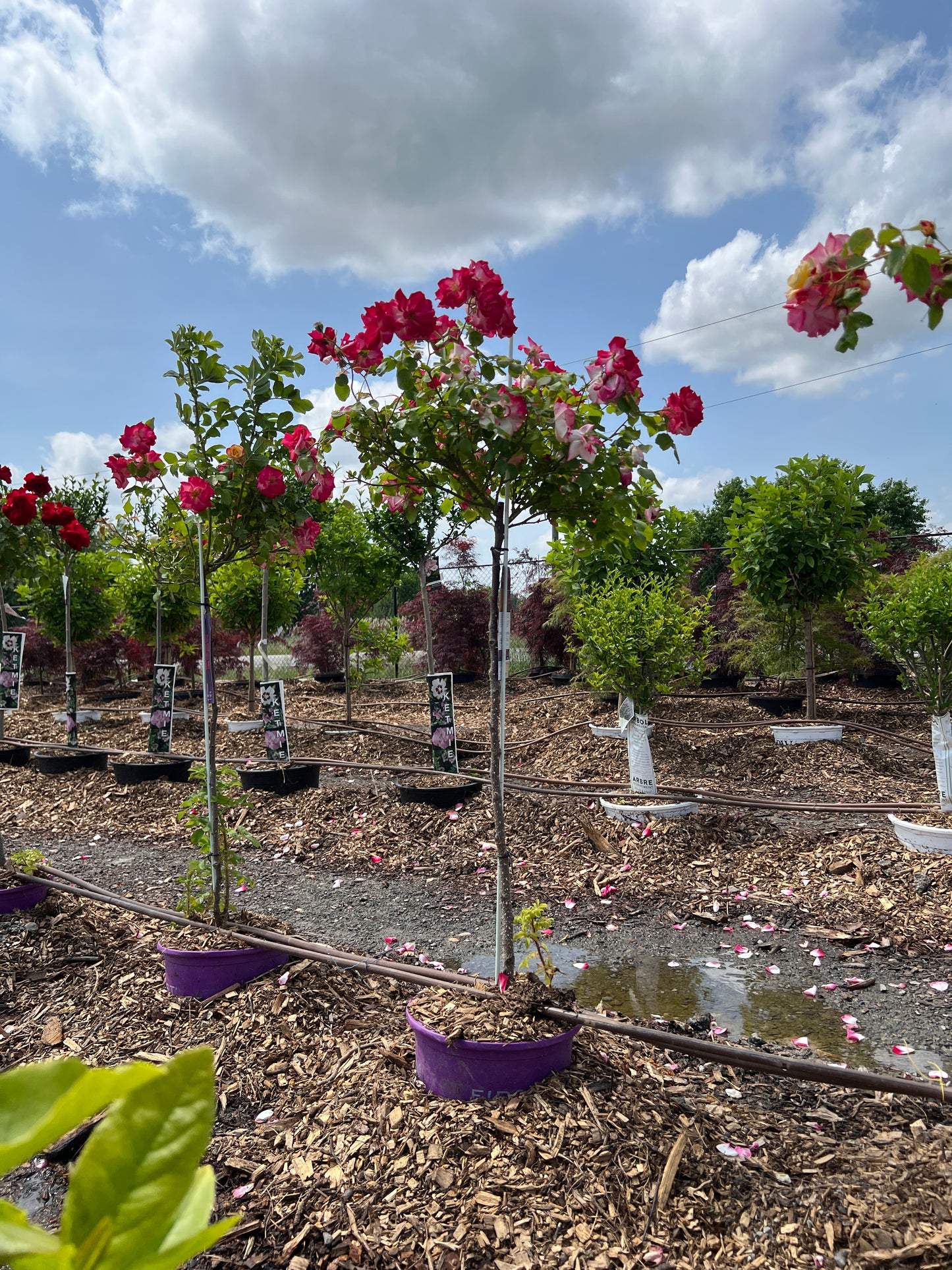 Rose Tree Campfire (Pink-Yell)