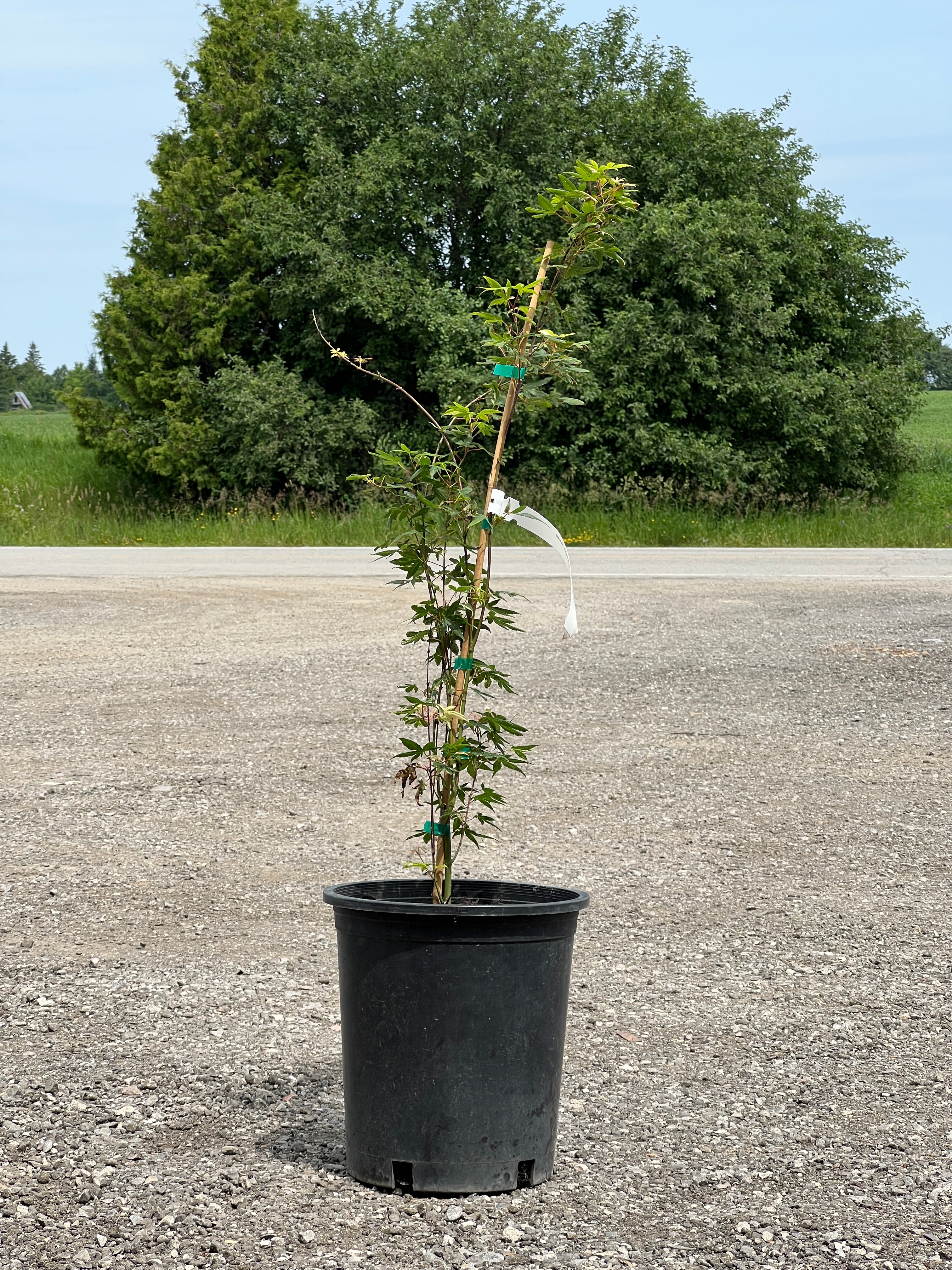 Trees for Sale Toronto | Japanese Maple, Shade & Flowering Trees