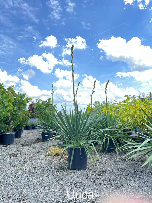 Adam's Needle Yucca