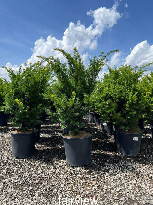 Fairview Spreading Yew