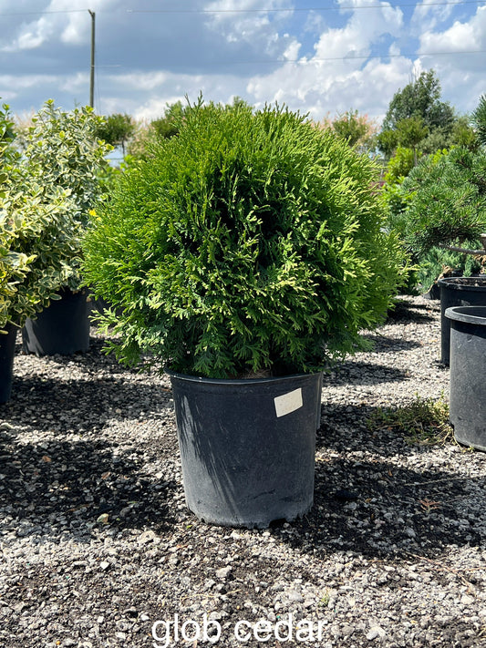 Little Giant Globe Cedar