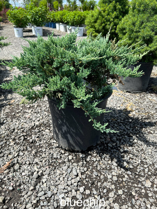 Blue Chip Juniper