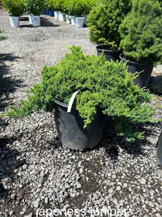 Japanese garden Juniper