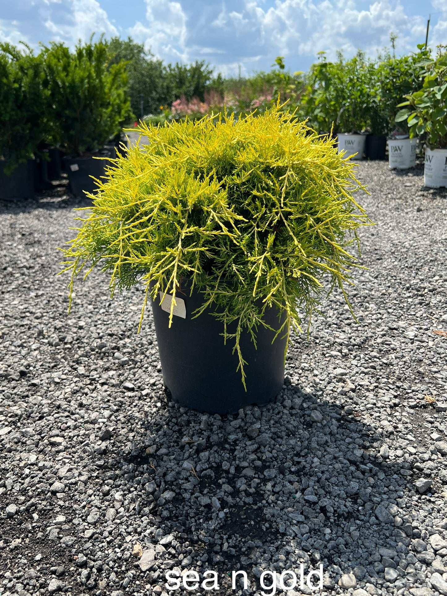 Sea Of Gold Juniper