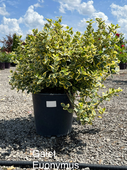 Emerald N'gold Euonymus