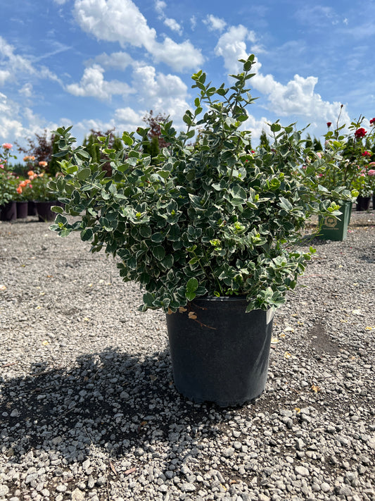 Emerald Gaiety Euonymus