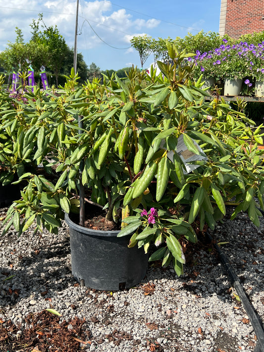 Roseum Elegans Pink Rhododendron
