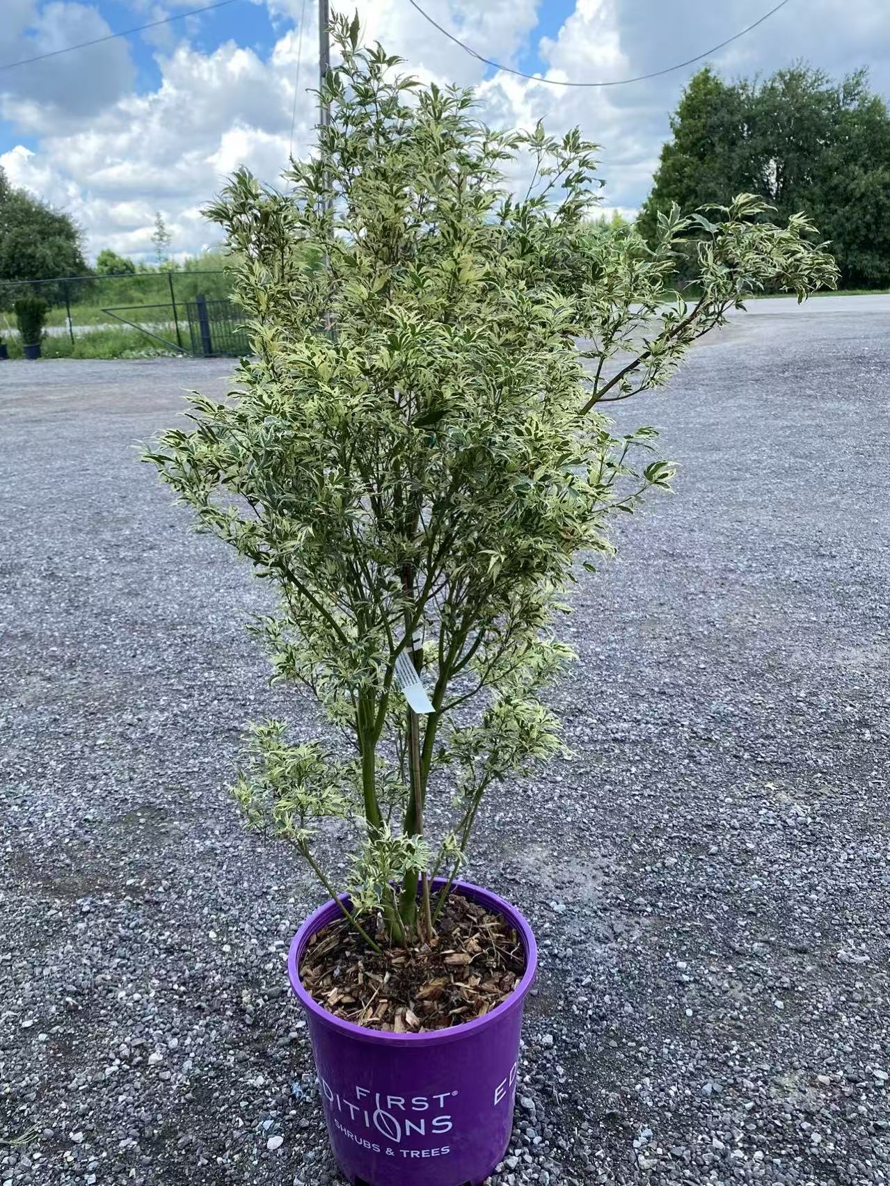 apanese Maple Toronto | Rare & Premium Maple Trees GTA | Z Force