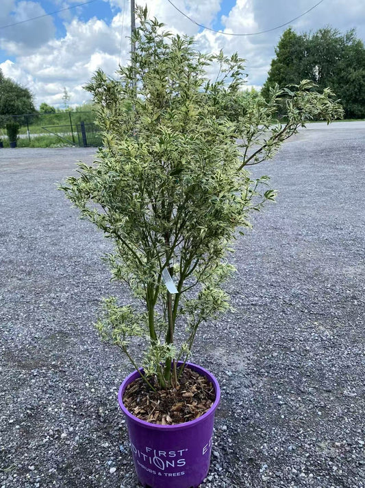 Acer Palmatum Butterfly