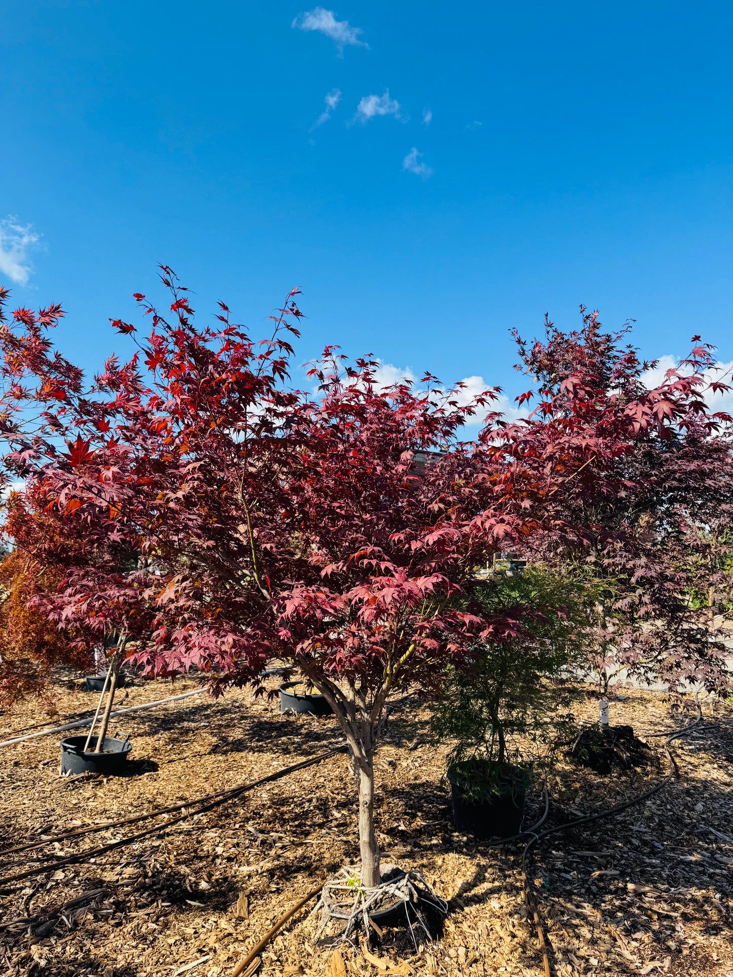 Acer Palmatum 'Fireglow'