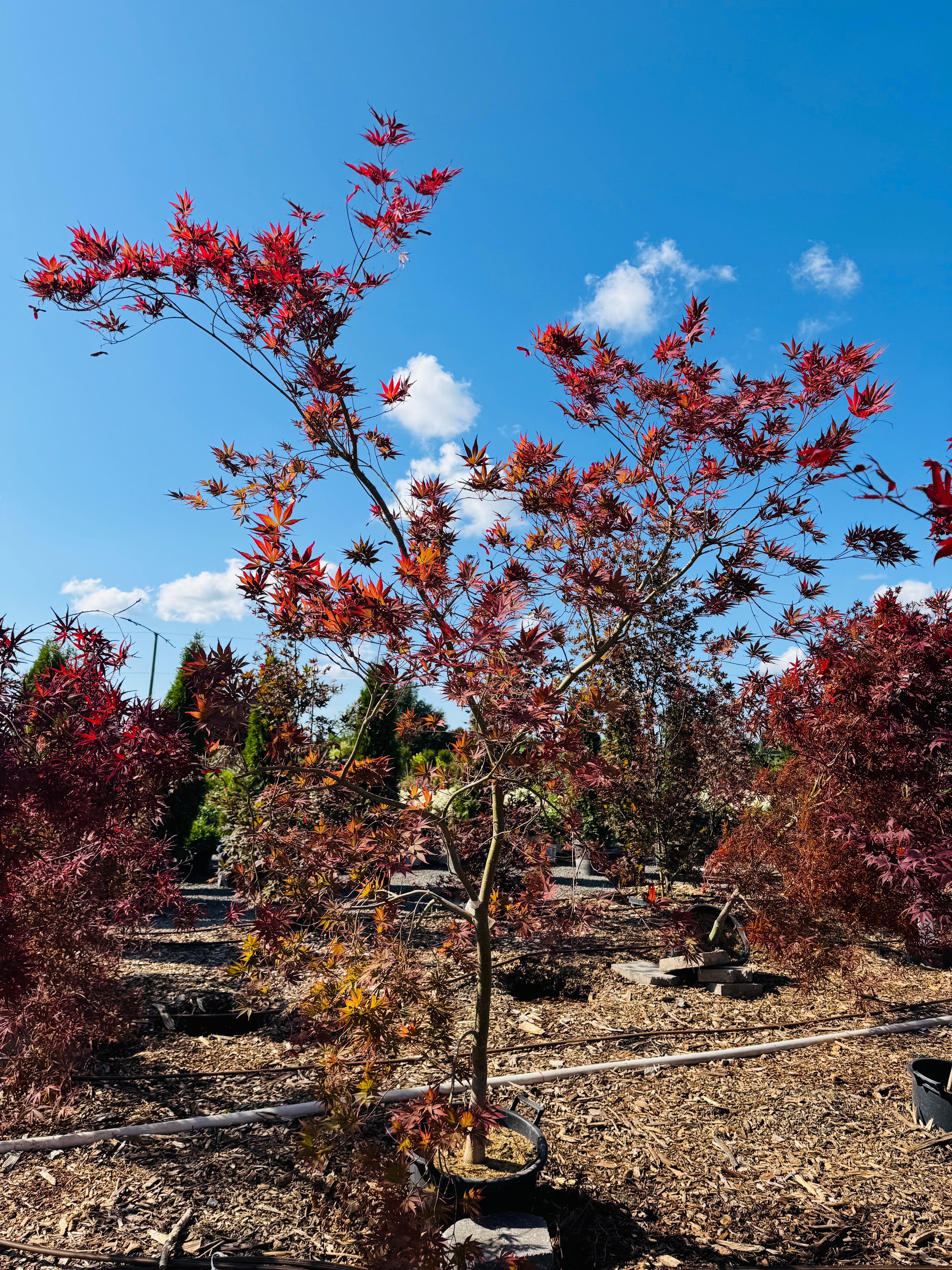 Trees for Sale Toronto | Japanese Maple, Shade & Flowering Trees