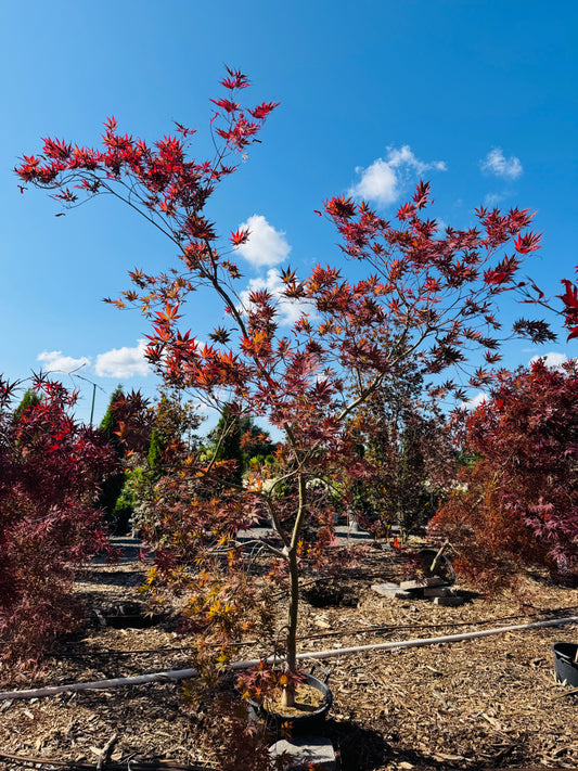Acer Palmatum 'Sumi nagashi'