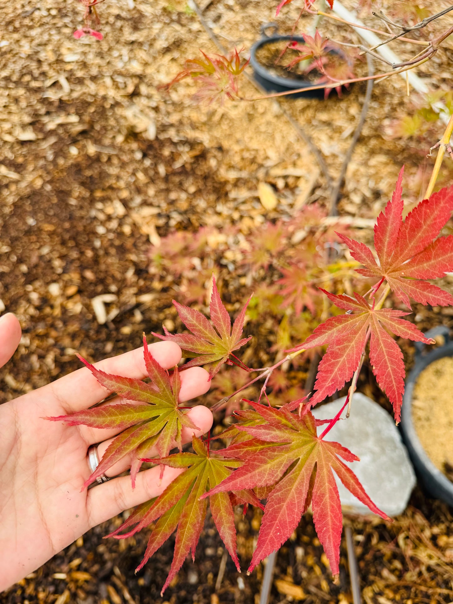 Acer Palmatum 'Sumi nagashi'