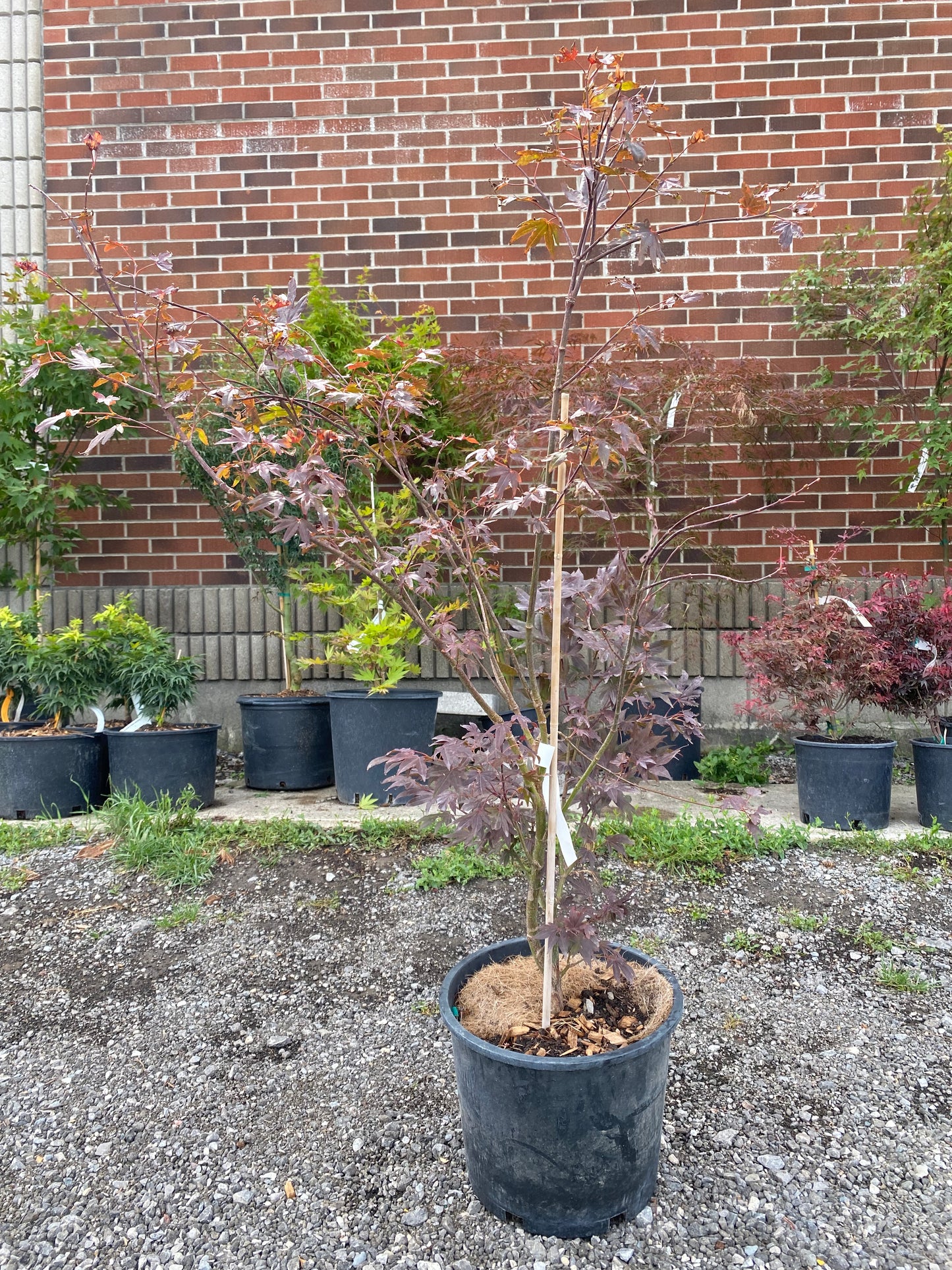 Acer Palmatum 'Fireglow'