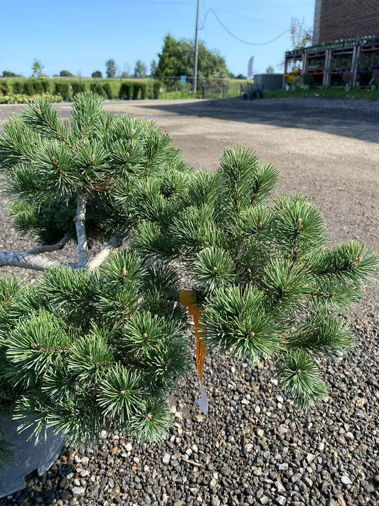 Dwarf Mugo Pine Sculptured