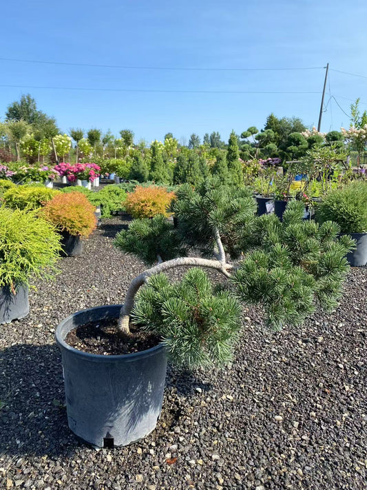Dwarf Mugo Pine Sculptured
