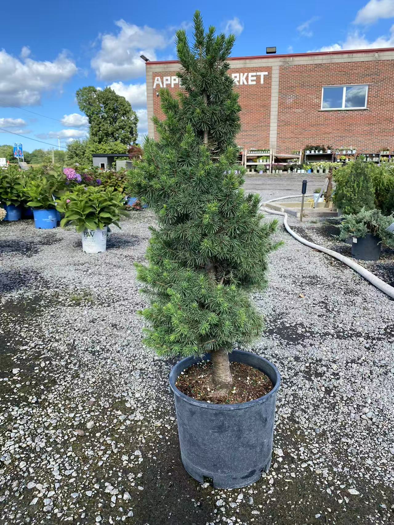 Dwarf Alberta Spruce Spiral Shrub Topiary