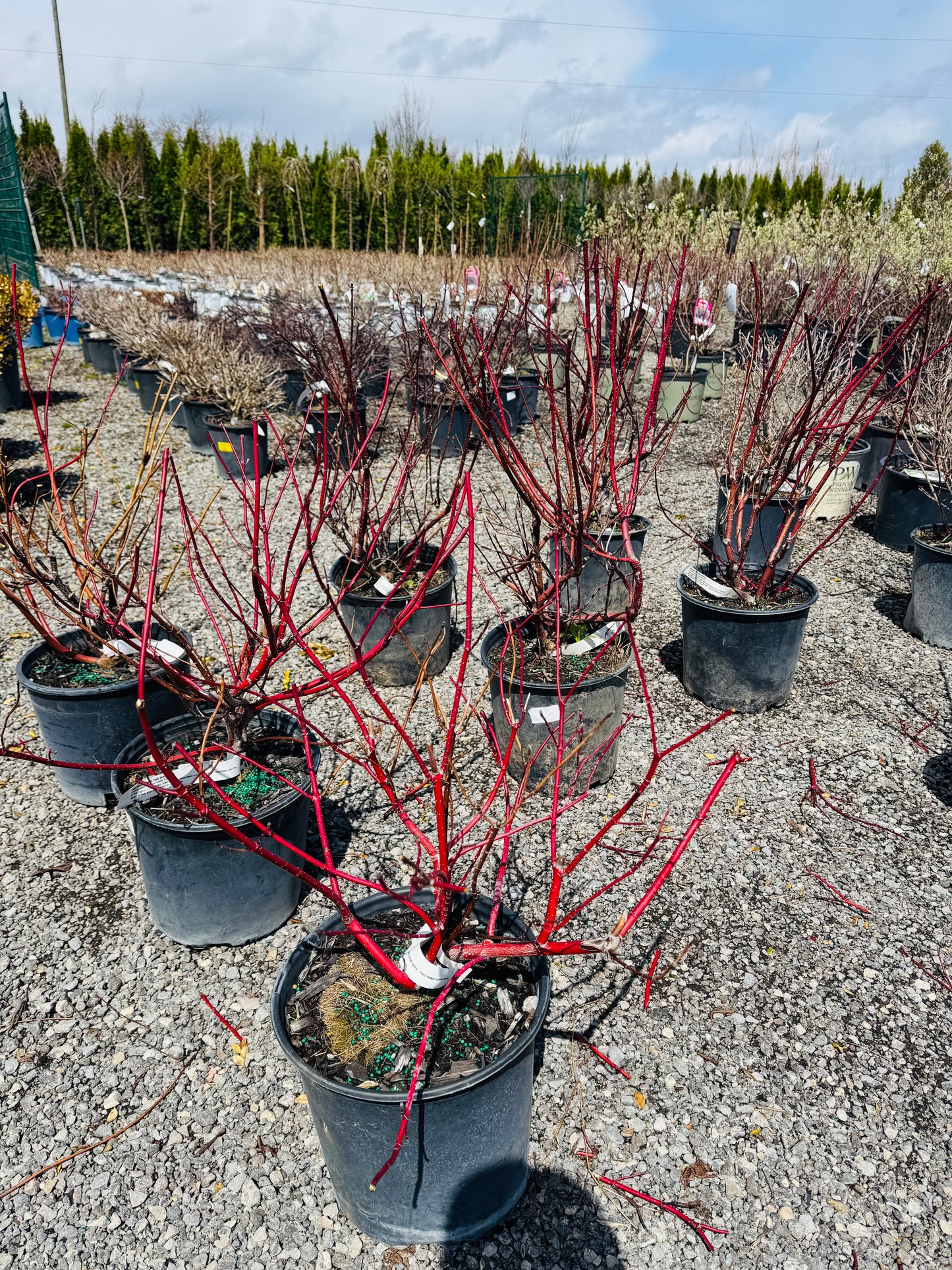 Golden Praire Fire Dogwood
