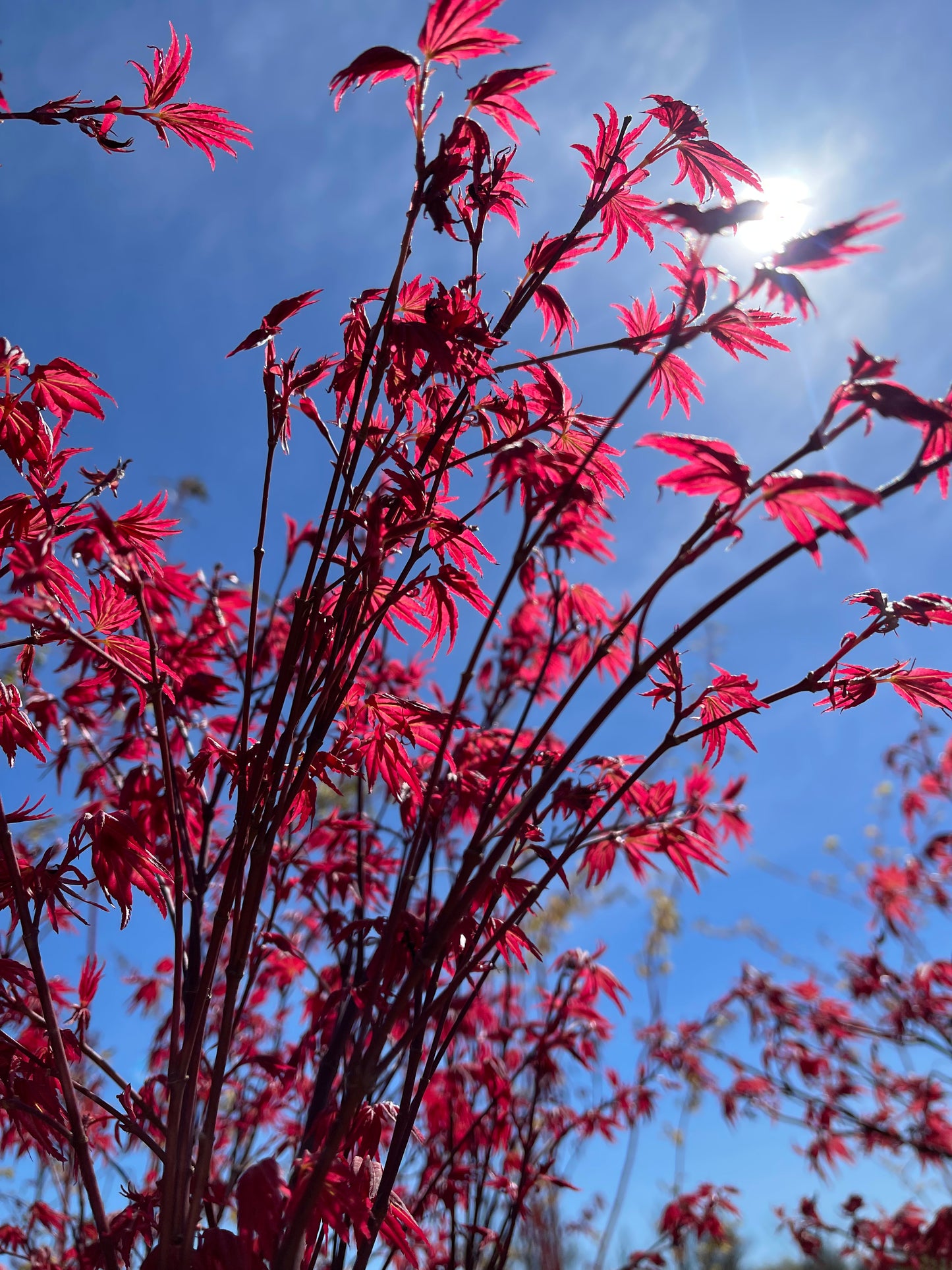 Acer Palmatum 'Shindeshojo'