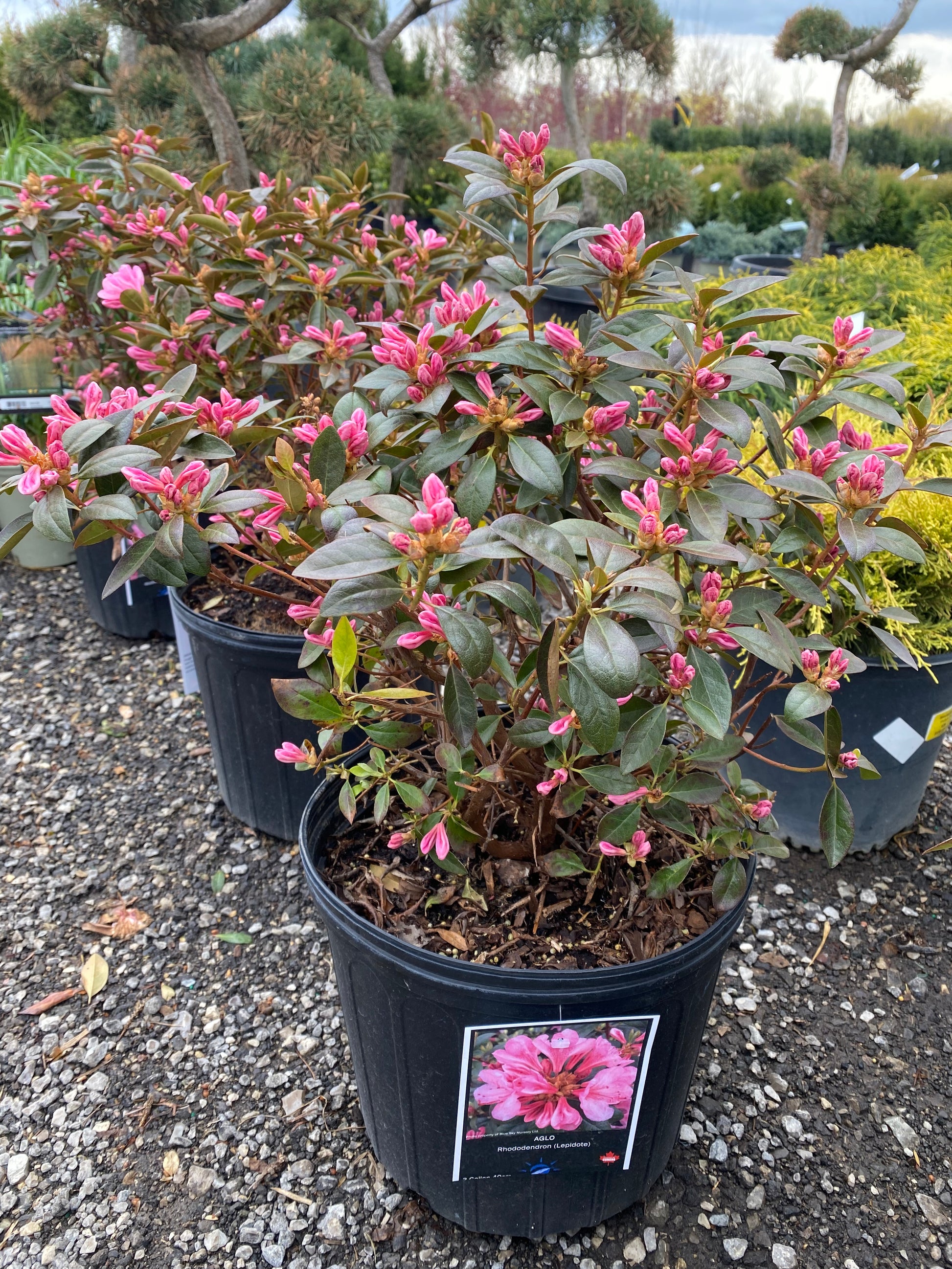 P.J.M. Elite Rhododendron – zforcefarm
