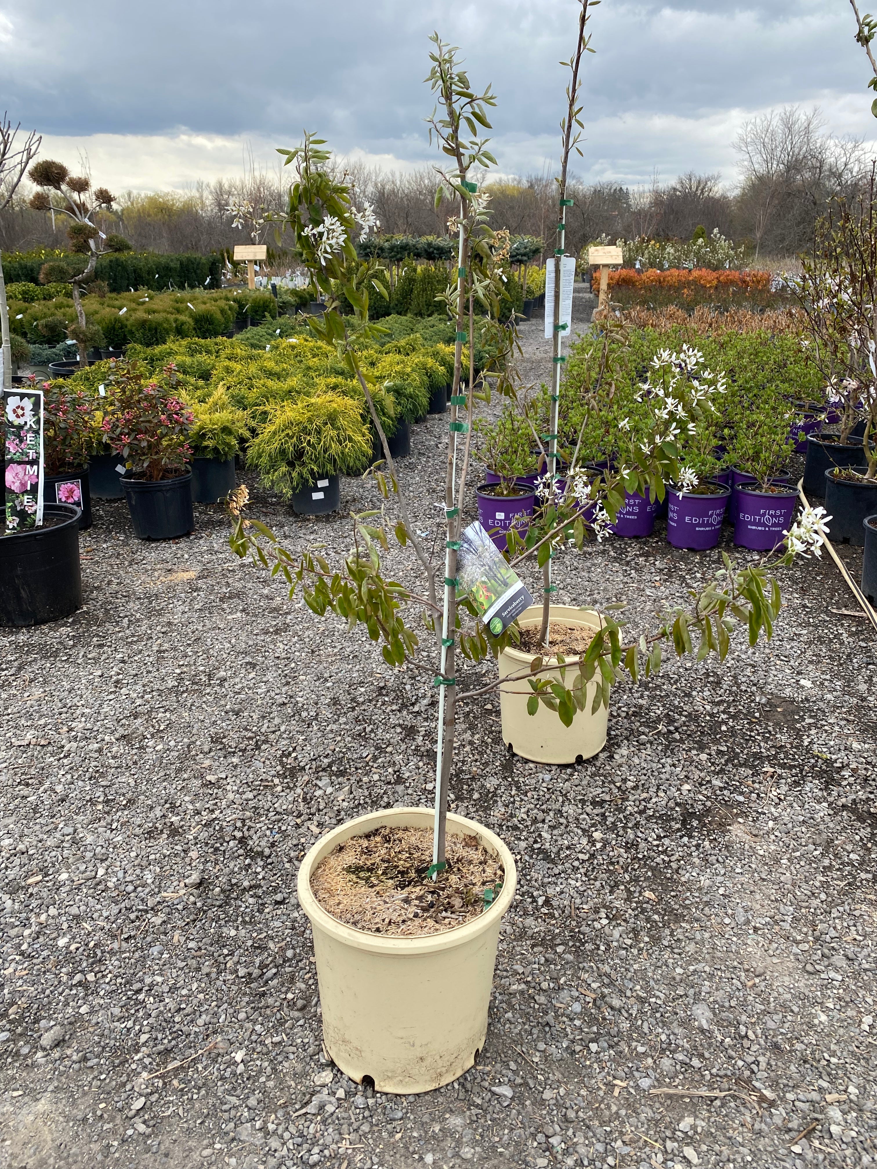 Trees for Sale Toronto | Japanese Maple, Shade & Flowering Trees