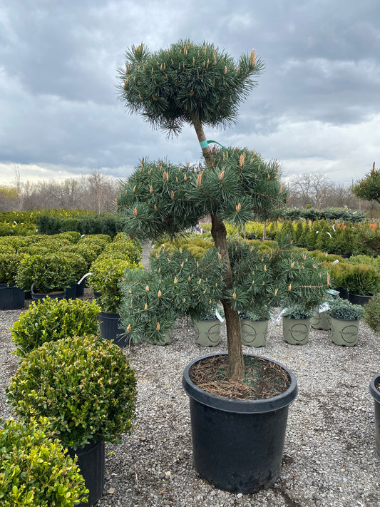 Pom Pom Scots Pine Toronto | Topiary Pine Tree
