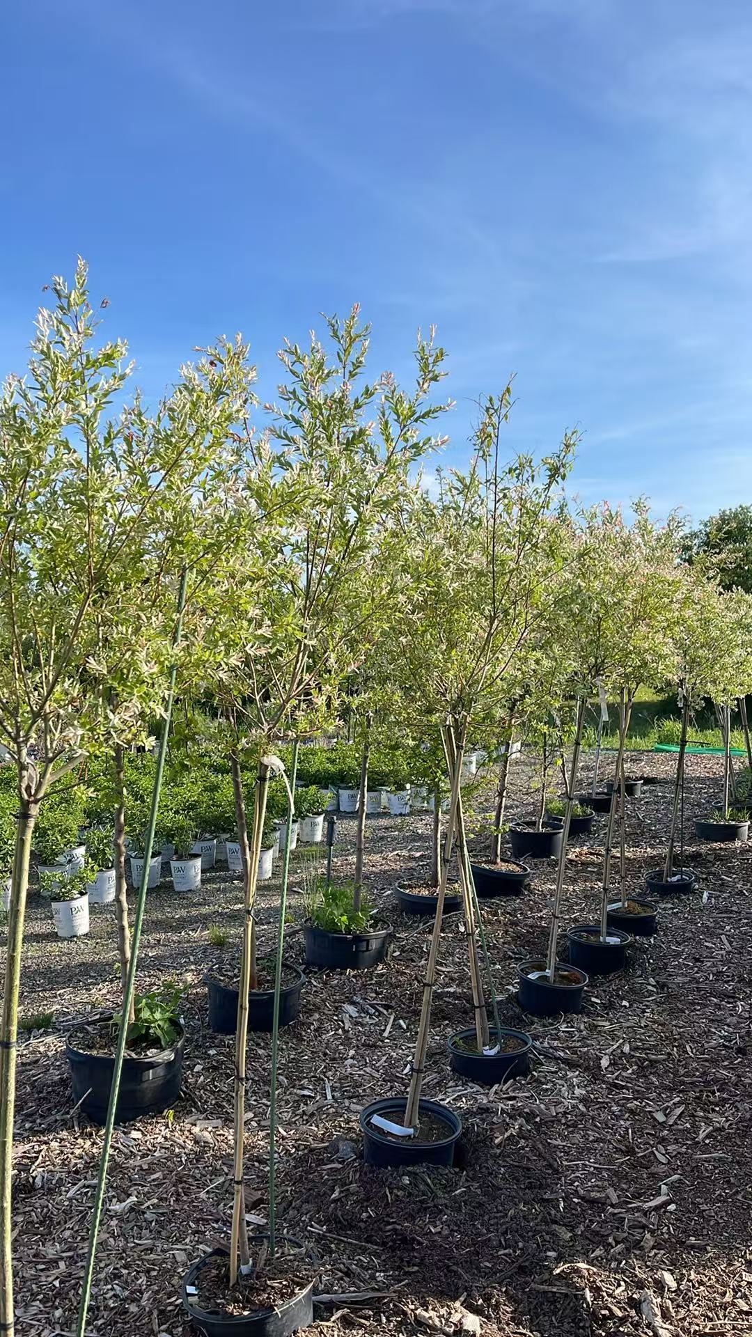Dappled Willow Std