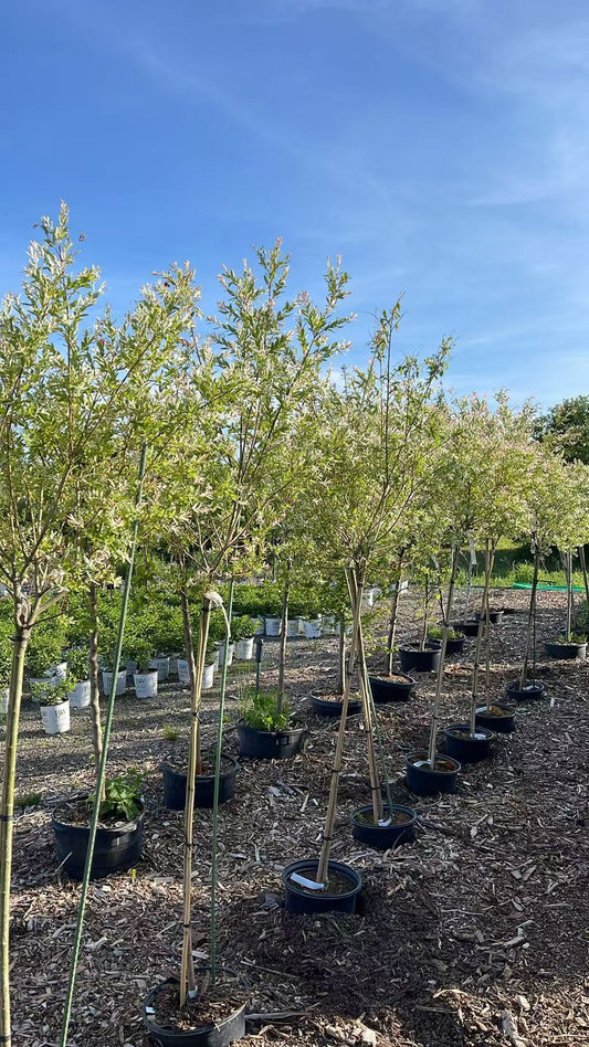 Dappled Willow Std
