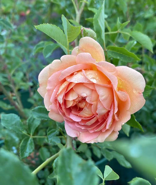 Lady of Shalott™ David Austin Rose