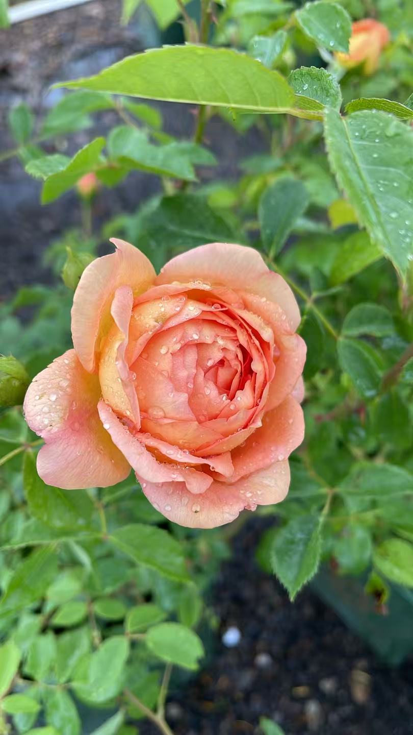 Lady of Shalott™ David Austin Rose