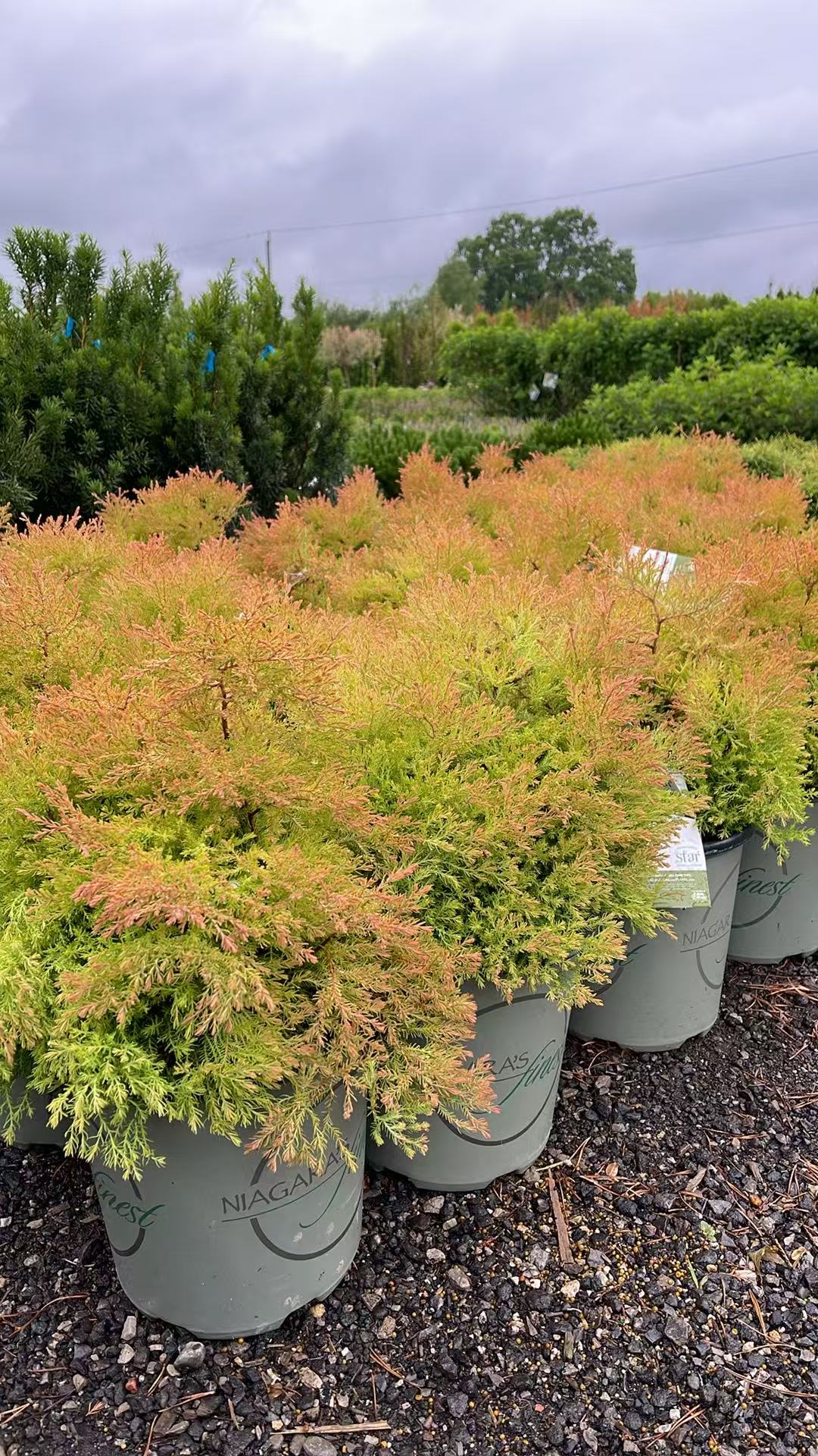 Thuja occidentalis Fire Chief