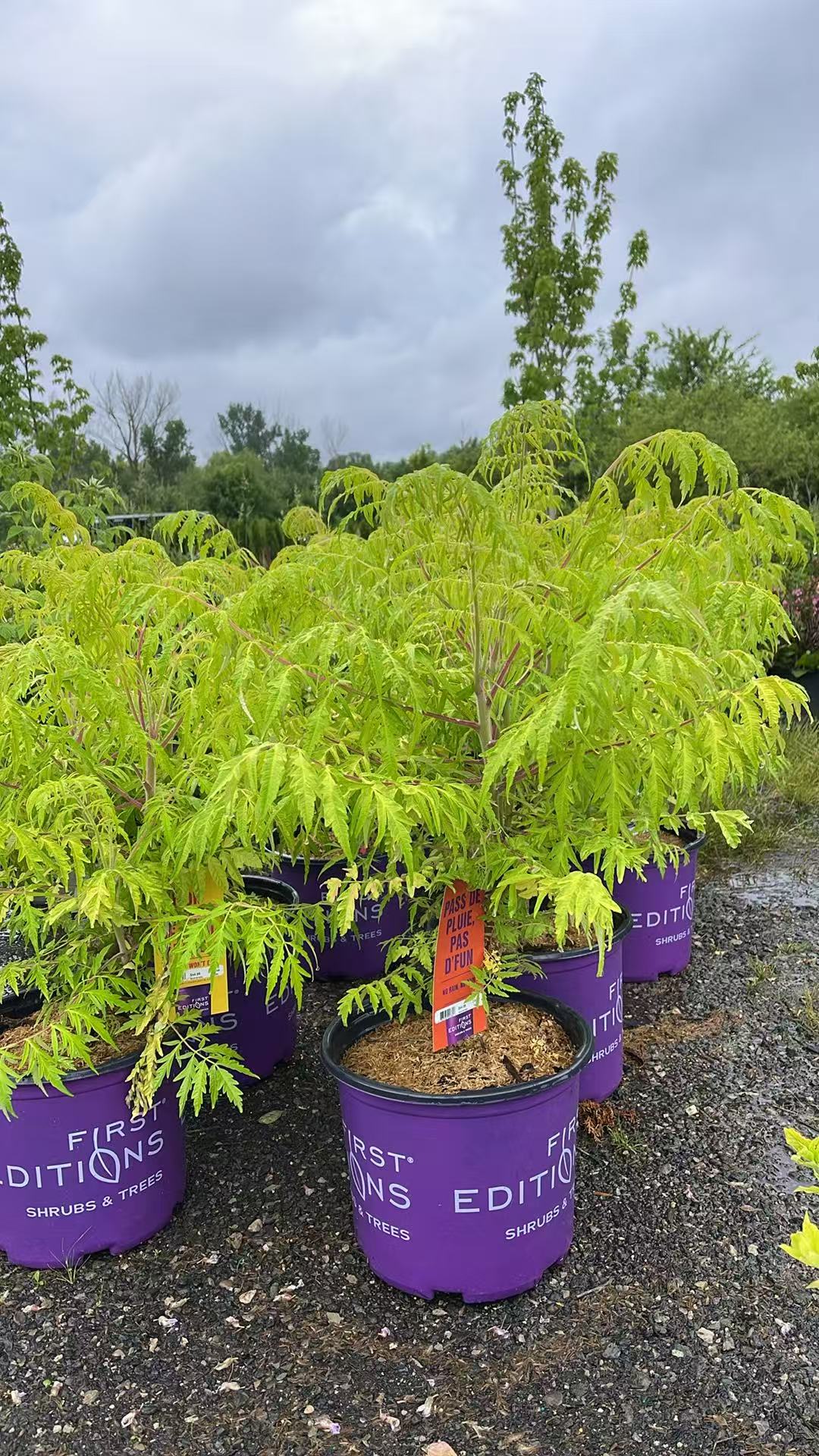 Rhus typhina 'Bailtiger' Tiger Eyes