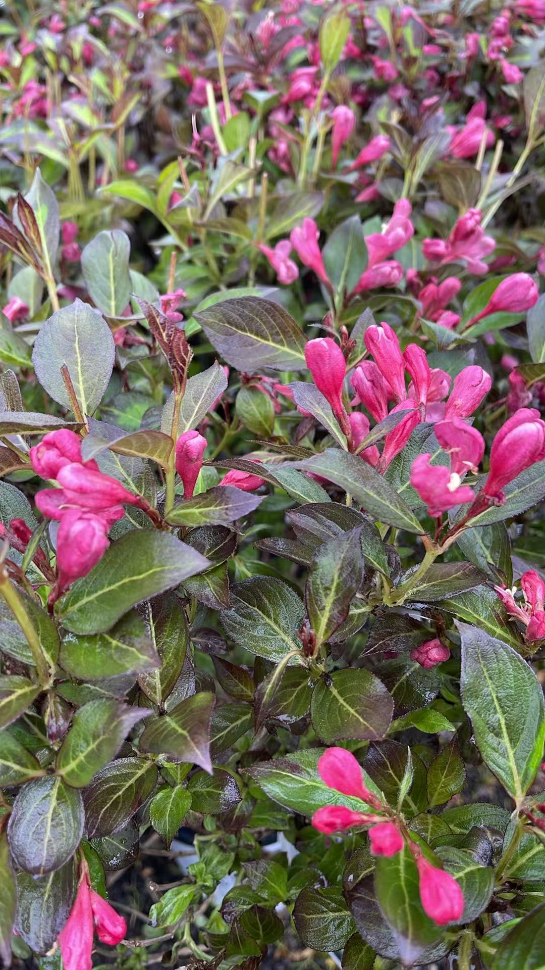 Weigela 'Vinho Verde'