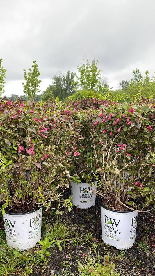 Weigela 'Vinho Verde'