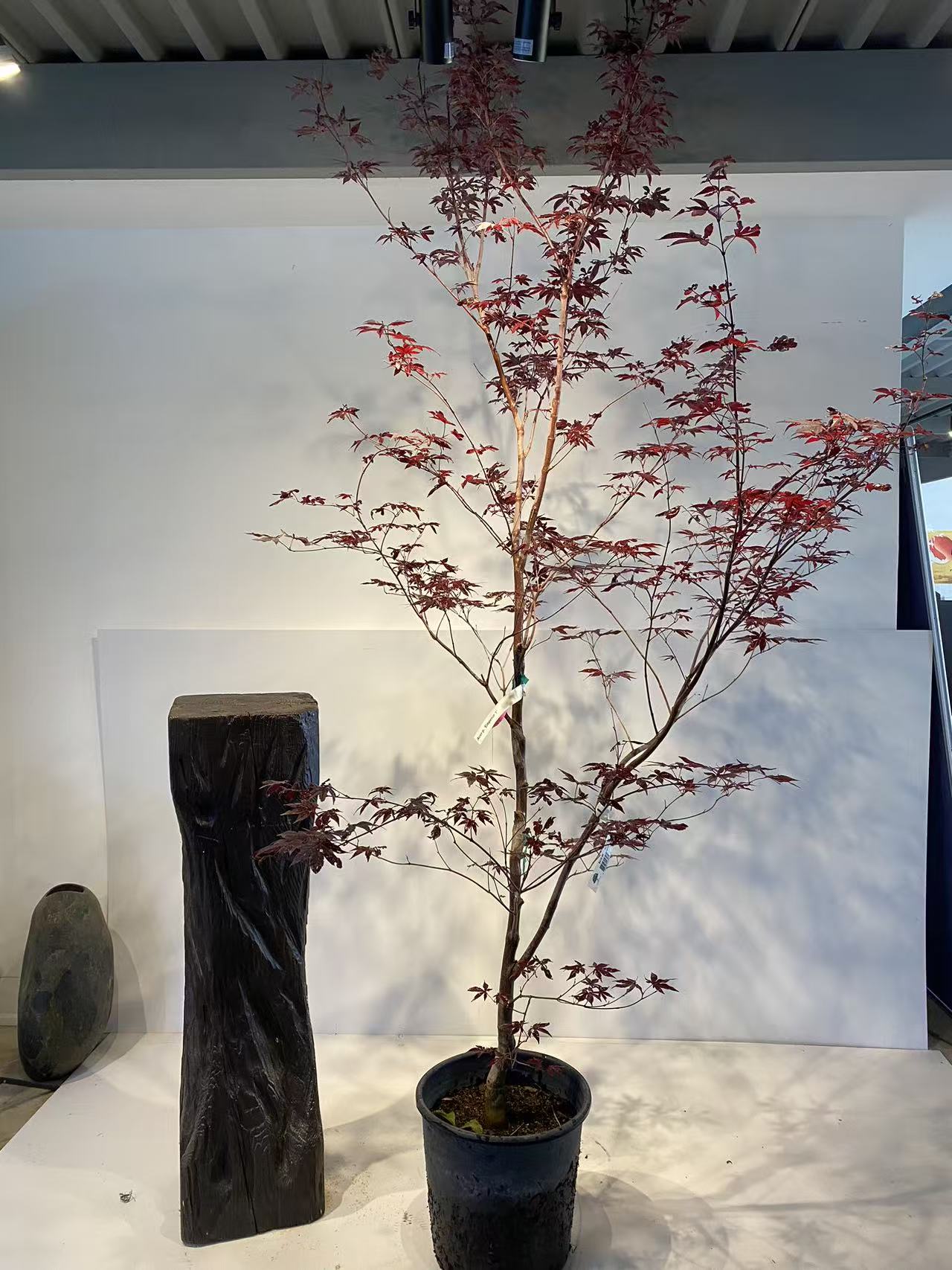 Acer Palmatum 'Emperor 1'
