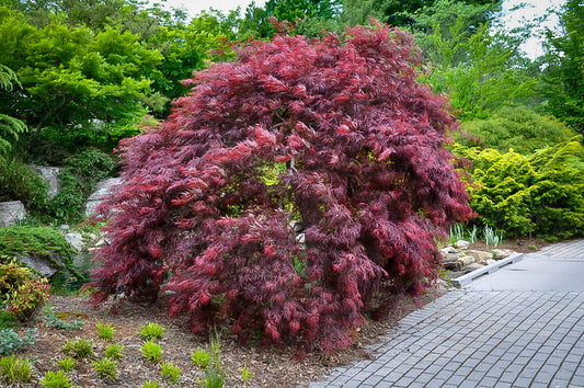 Acer palmatum dissectum 'Inaba Shidare'