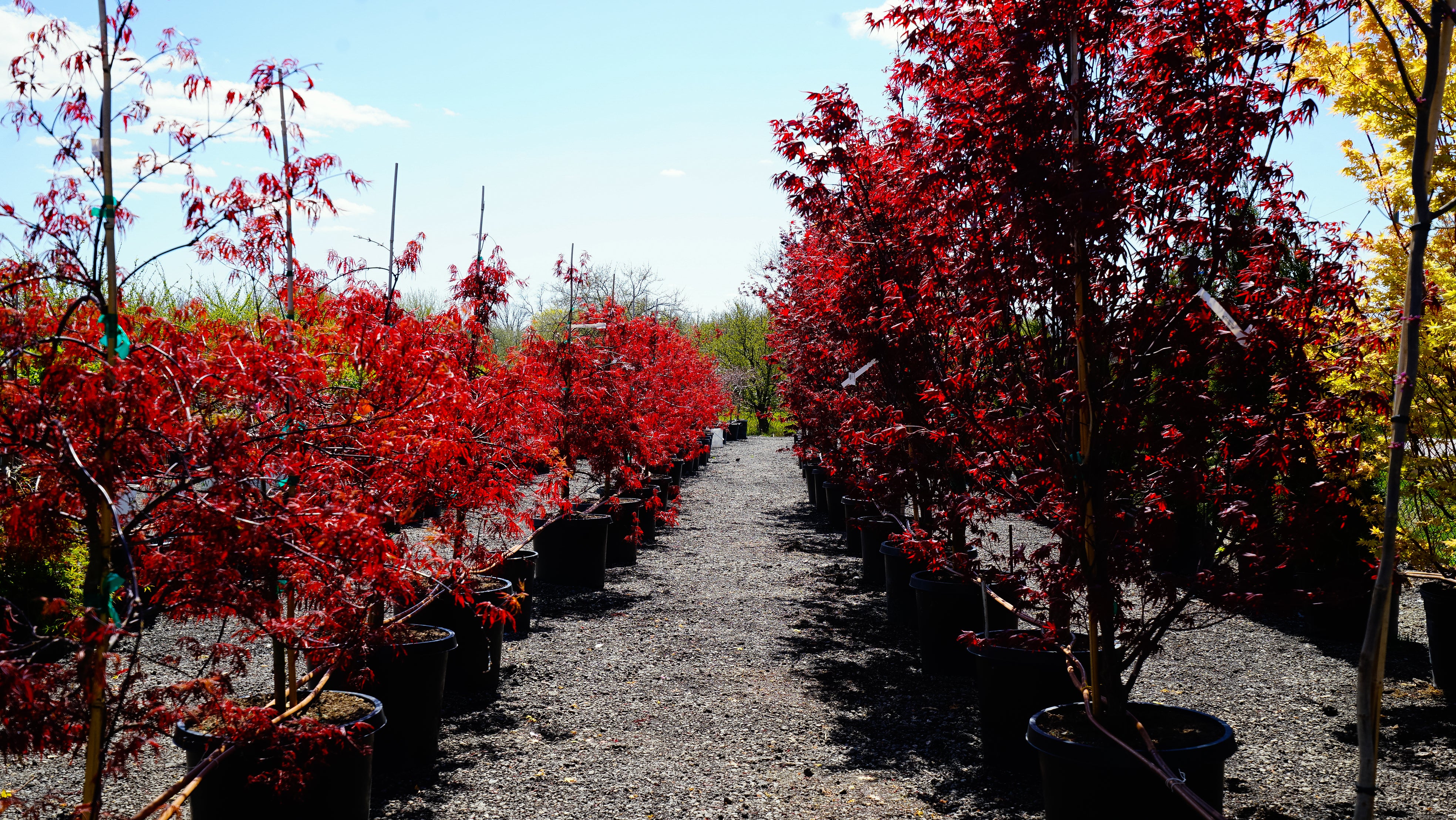 Emerald Cedar Toronto | Hedge Installation | Z Force Farm – zforcefarm