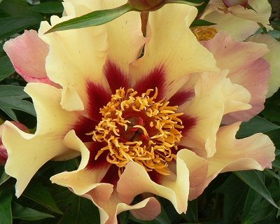 Itoh Peony 'Court Jester'