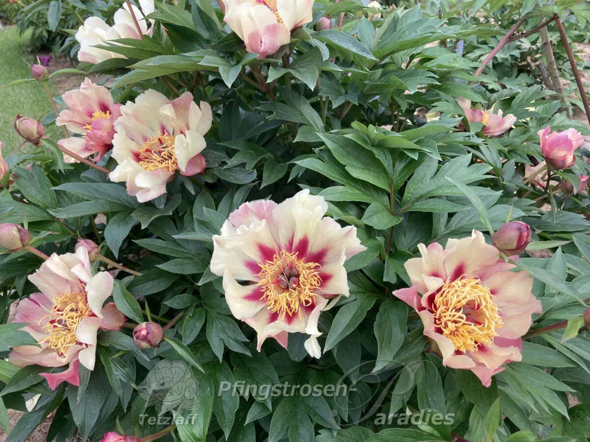Itoh Peony 'Court Jester'