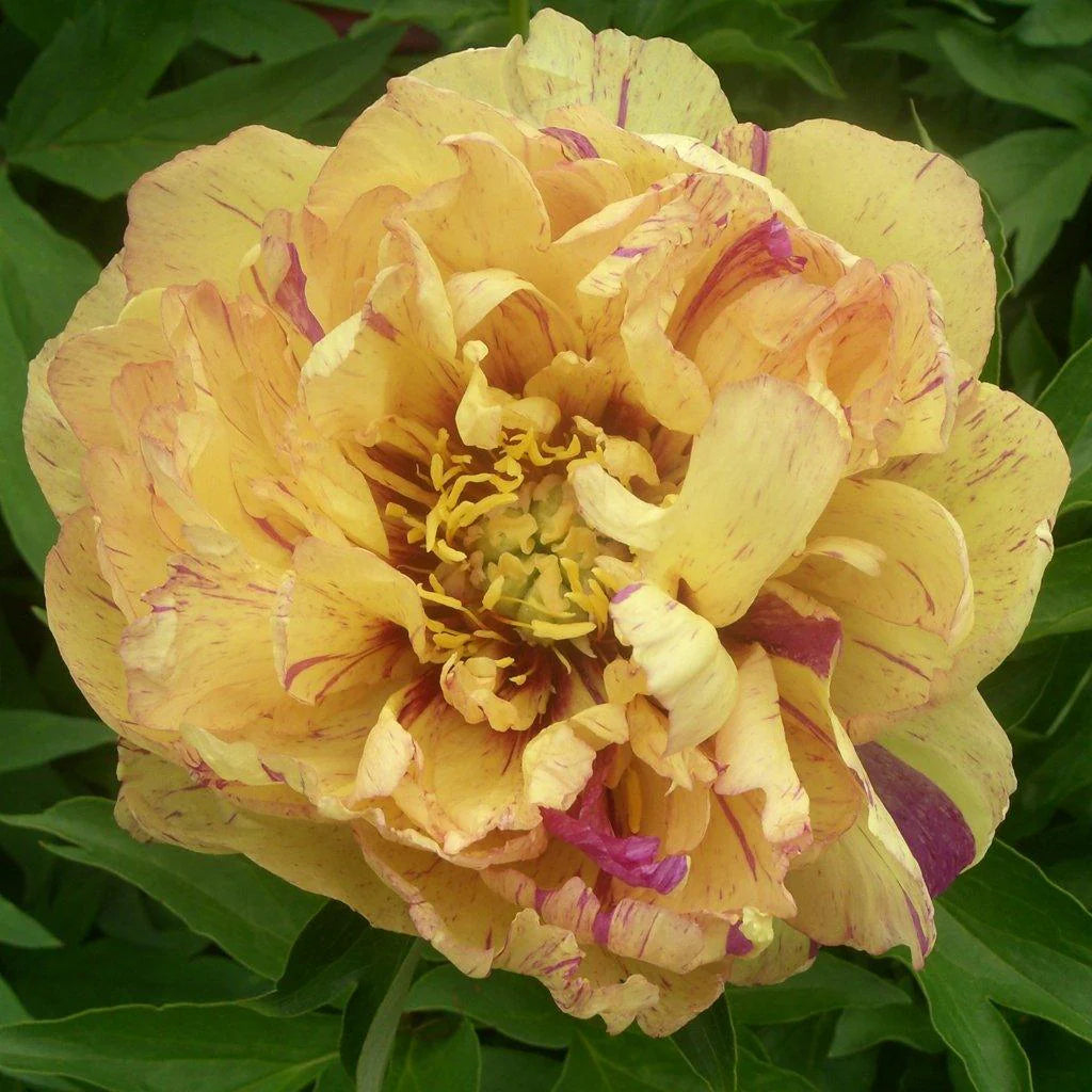Itoh Peony 'Lollipop'