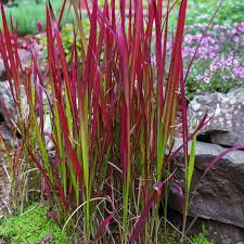 Japanese Blood Grass ‘Red Baron’