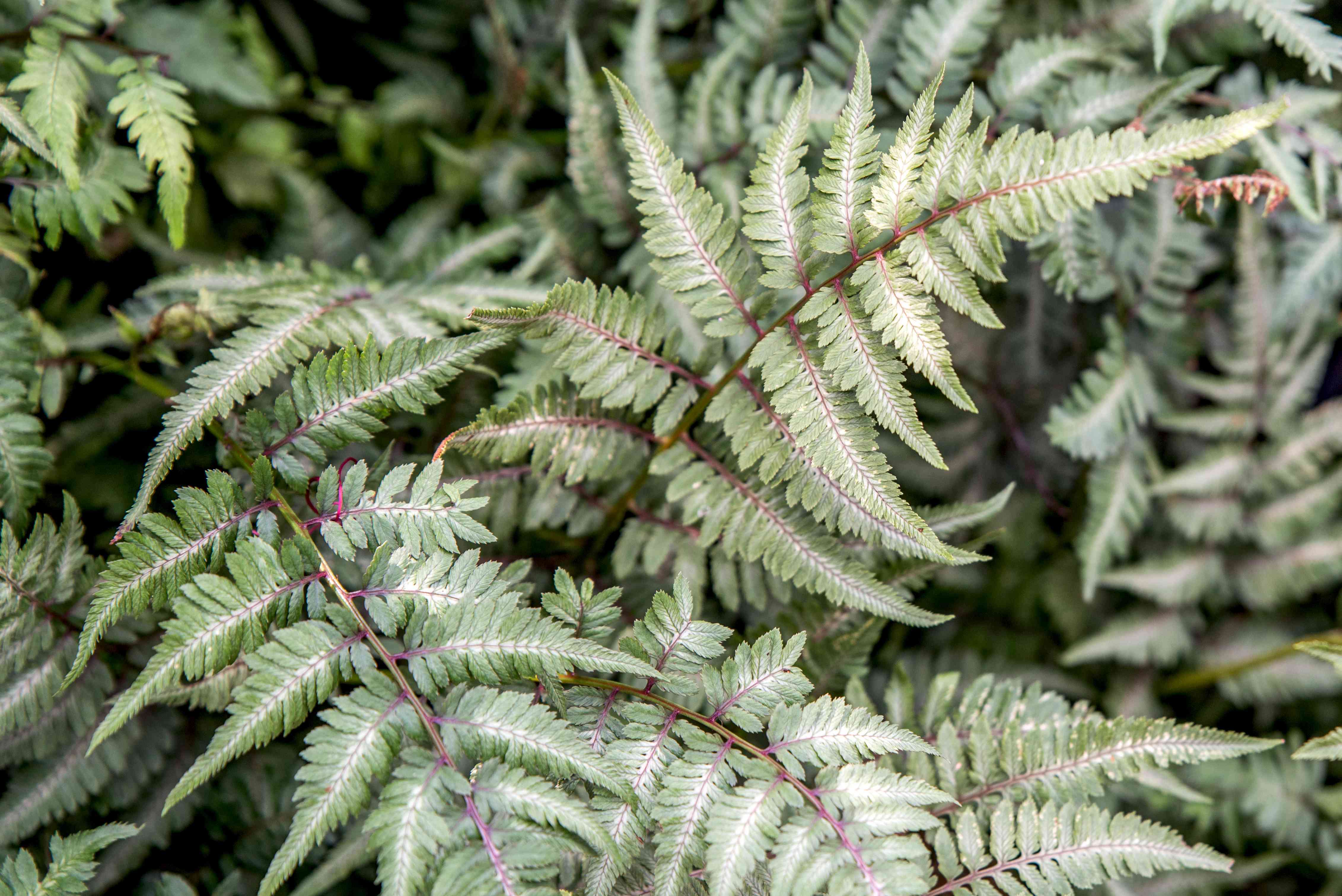 Fern 'Pictum' – zforcefarm